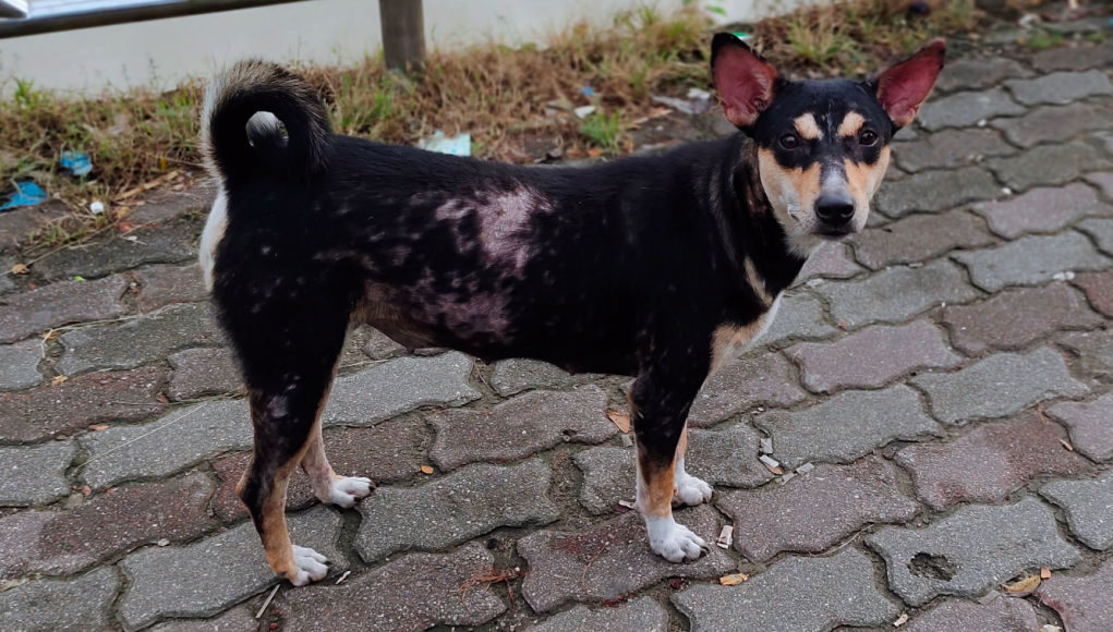 impetigo in dogs