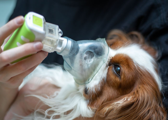 pneumonia in dogs treatment