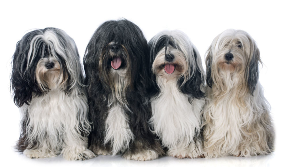 tibetan-terrier-featured-image