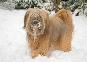 tibetan-terrier-in-snow