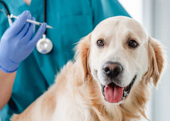 Best Animal Hospitals in illinois