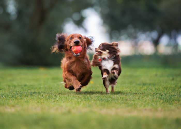 Best Dog Parks in Hawaii