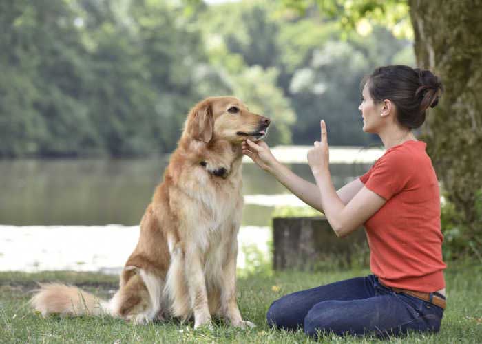 Best Dog Trainers in Hawaii