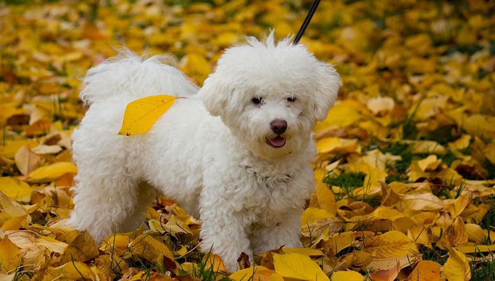 Bolognese Dog Breed Profile Featured Image