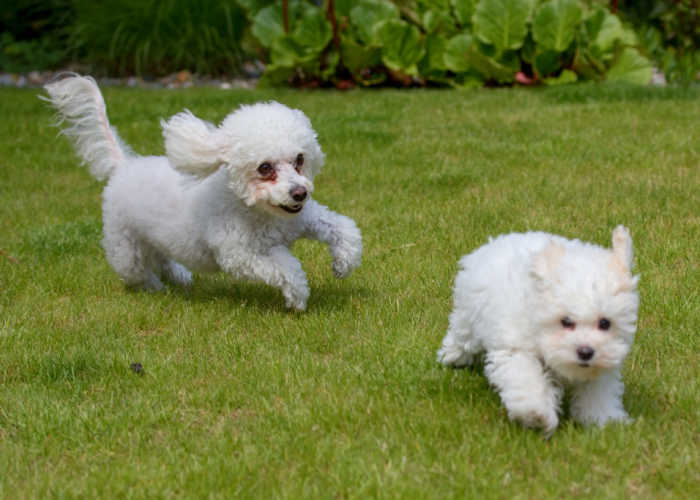 Bolognese dogs playing