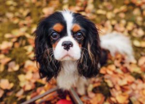 Cavalier King