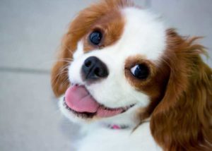 Cavalier King Charles Spaniel