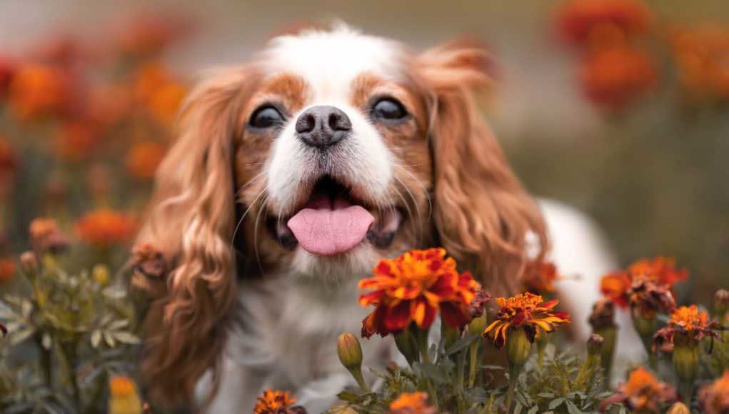 Cavalier King Charles Spaniel Mixes