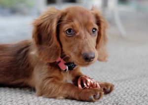 Dachshund