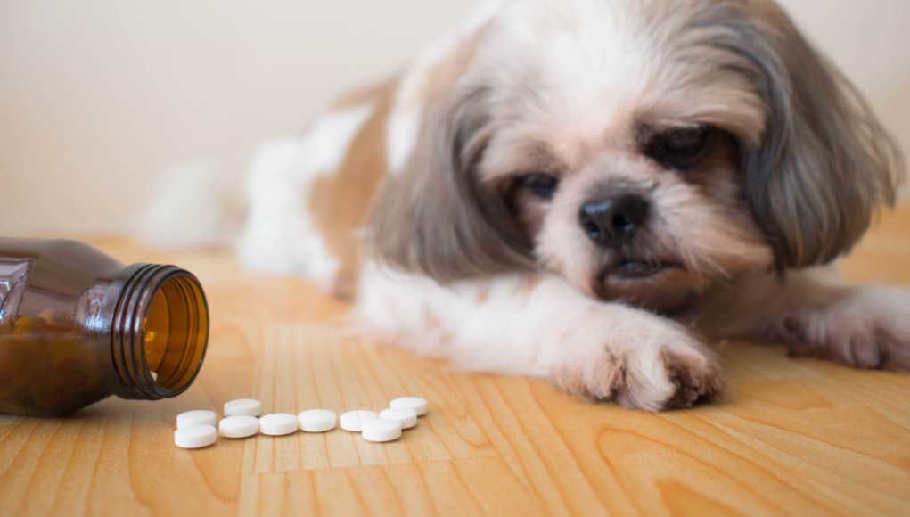 Does Pet Insurance Cover Medication