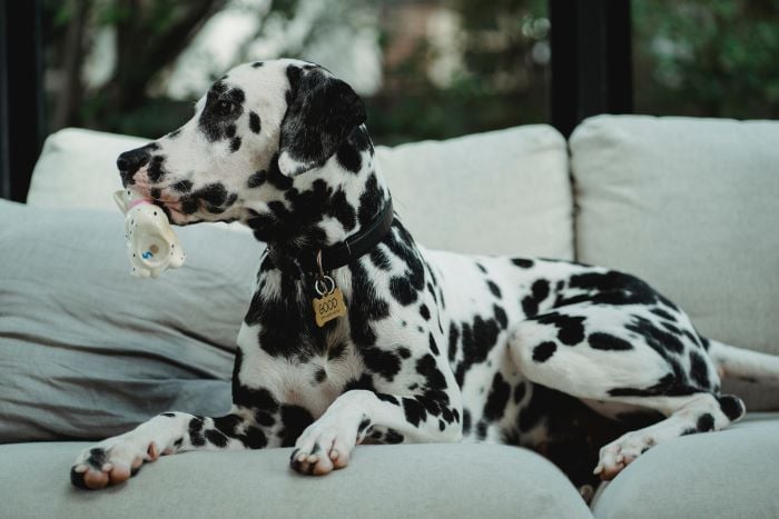 Dog Foaming due to toxic substances