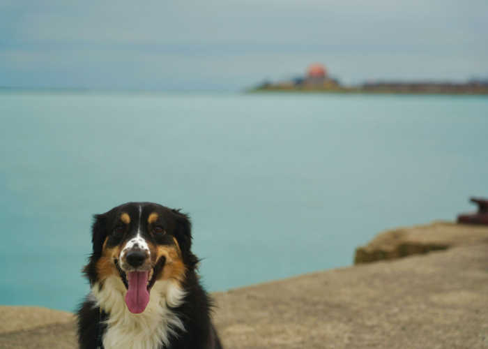 Dog in Michigan Lake, Illinois