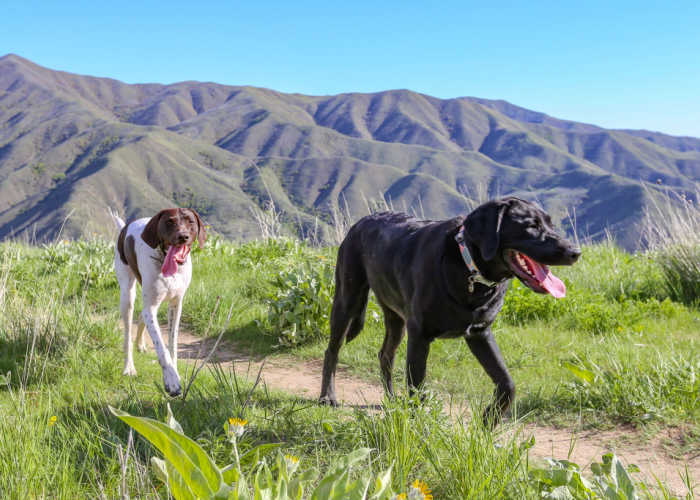 Dogs hiking in the Boise foothills Idaho