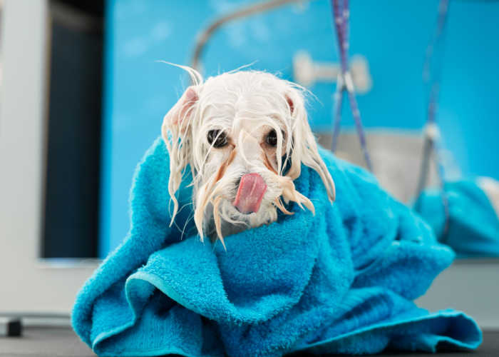 Grooming a Bolognese Dog