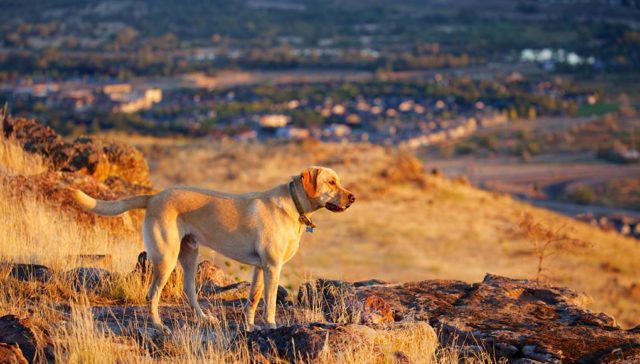 Idaho Pet Stores Featured Image