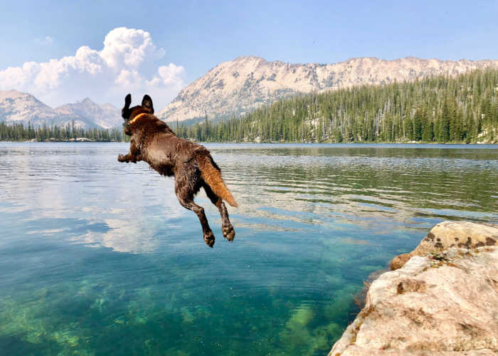 Idaho dog swimming