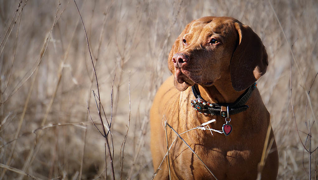 Illinois Pet Stores Featured Image