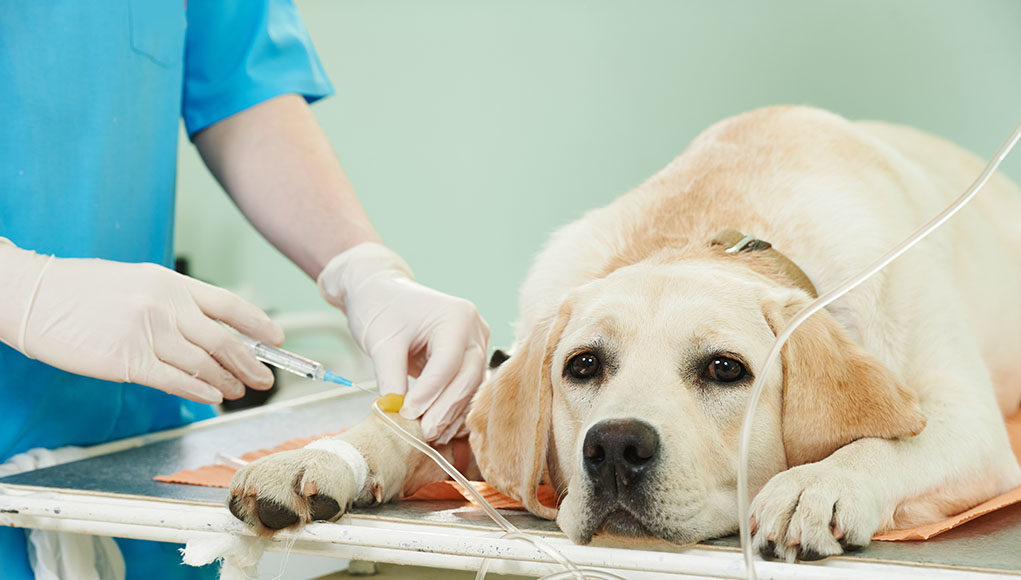 Tumors Of The Vagina In Dogs Featured