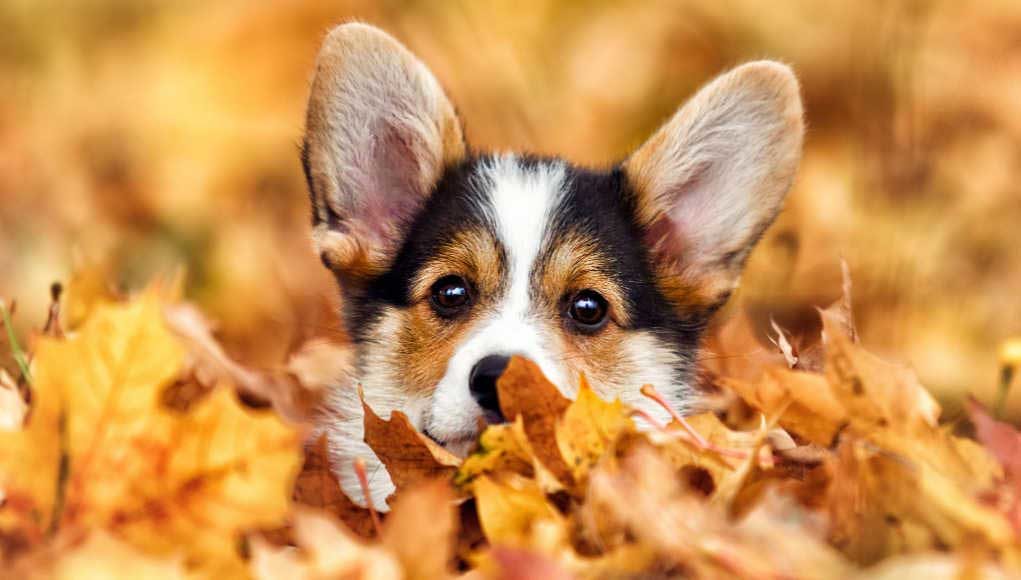 Why Dogs Love the Fall Season