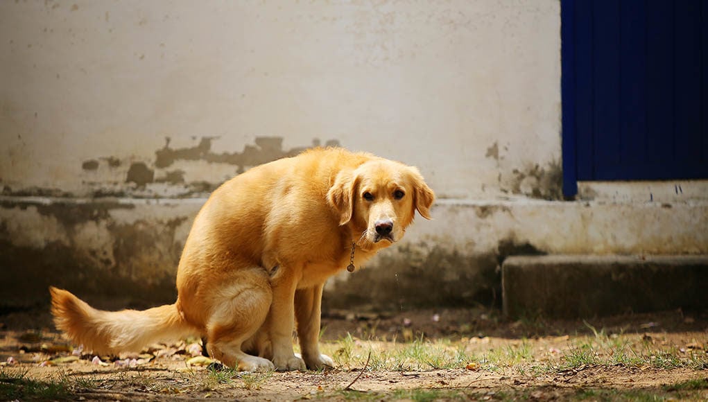 Yellow Dog Poop Featured Image