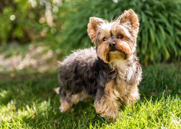 Yorkshire Terrier