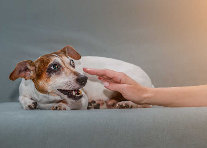 aggression in dogs with dementia