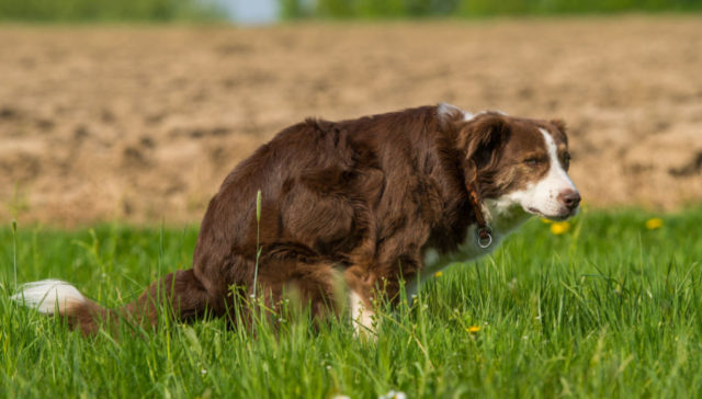 black-dog-poop-featured-image