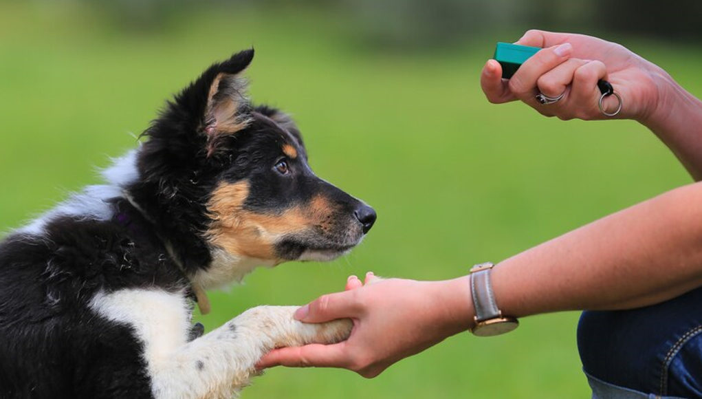 blind dog training