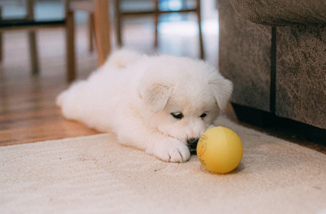 blind dog training during playtime