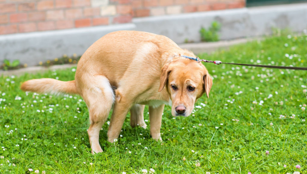 blood in dog poop