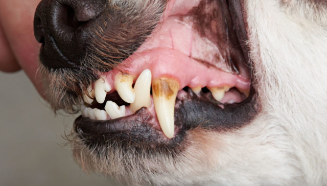 can-dogs-get-cavities-featured-image (1)