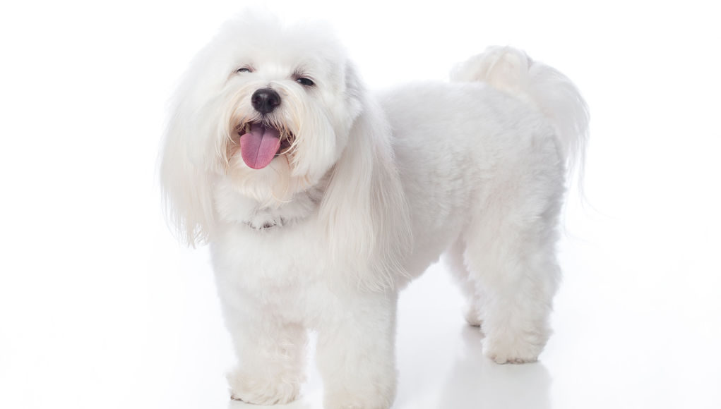 coton-de-tulear-featured-image