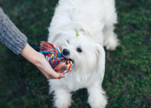 coton-de-tulear-playing-with-toy