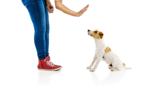 deaf-dog-training-featured-image