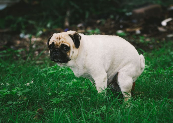 dog-pooping-on-grass