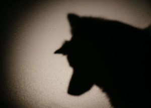 dog-shadow-on-wall