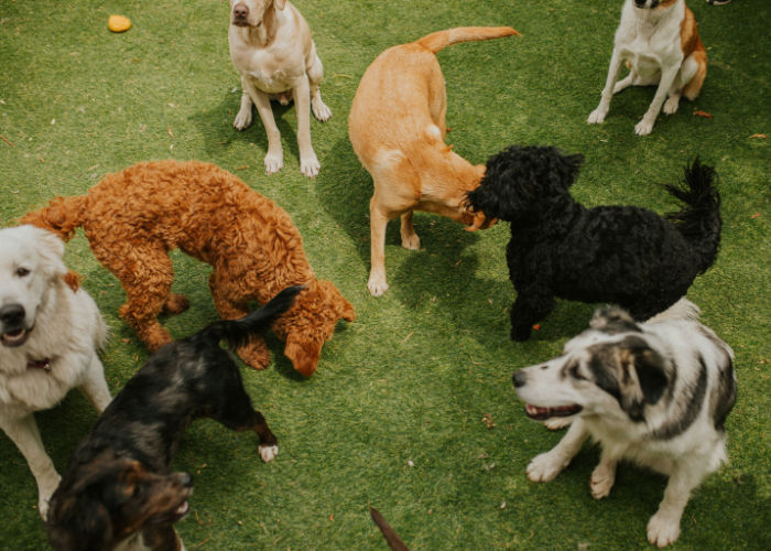 dogs in top daycare and boarding