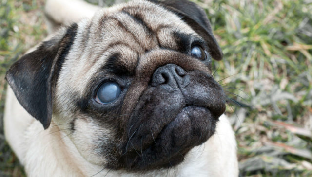 A pug with a prominent right blind eye