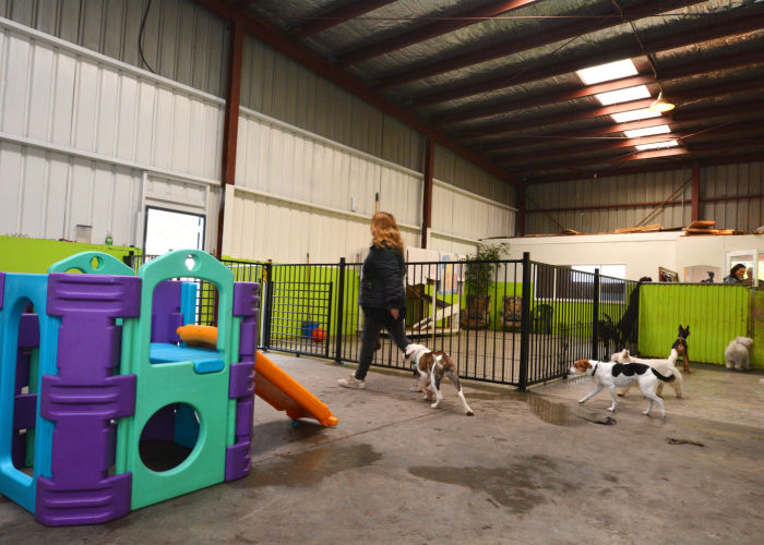 interior of top dog daycare and boarding