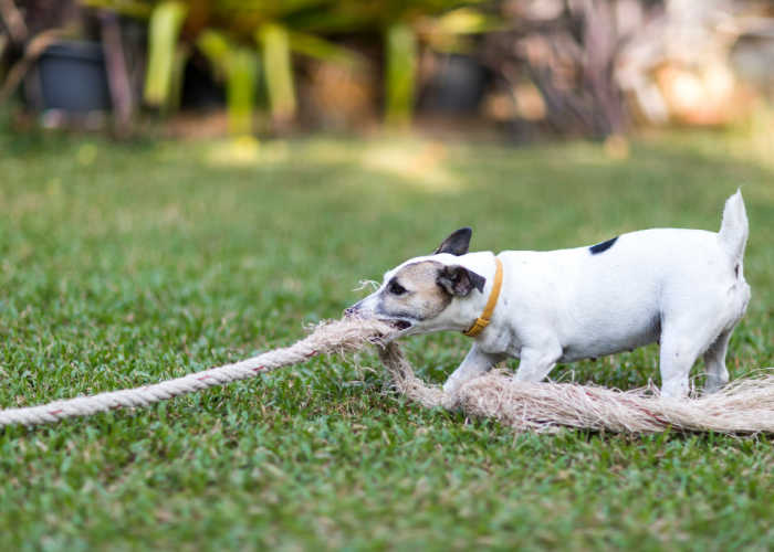 is daycare good for dogs