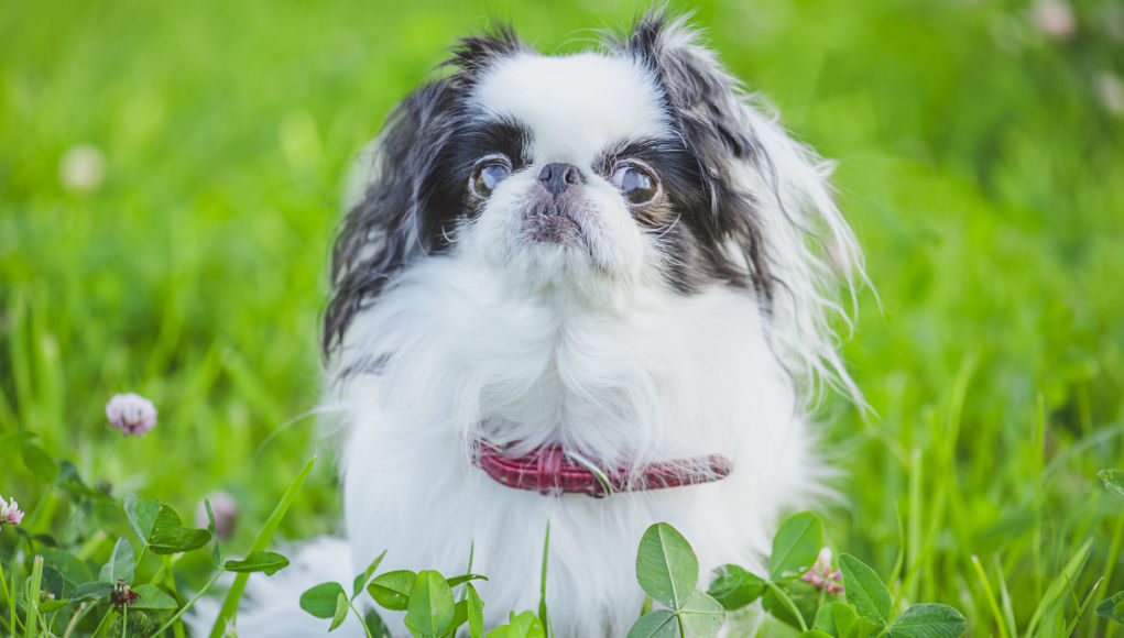 japanese chin dog breed profile