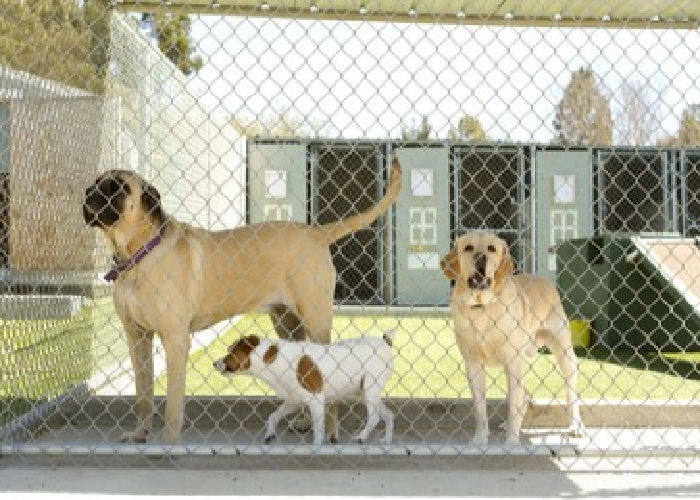 safety in top dog daycare and boarding