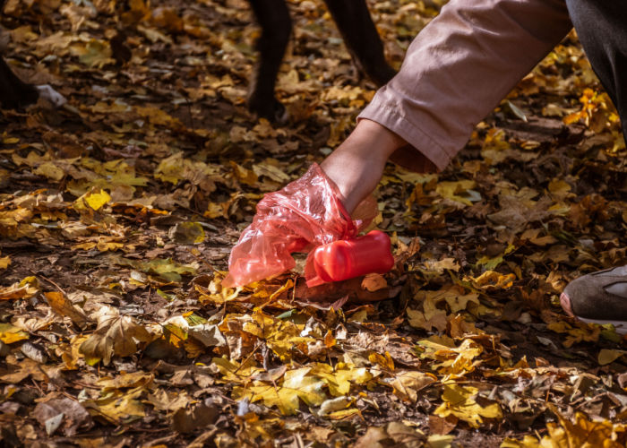 yellow poop in dogs