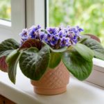 African violet