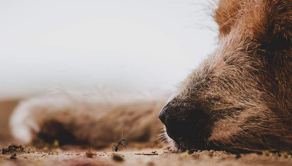 Ant Bites in Dogs Featured