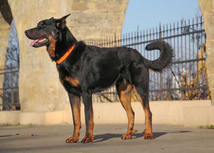 Beauceron