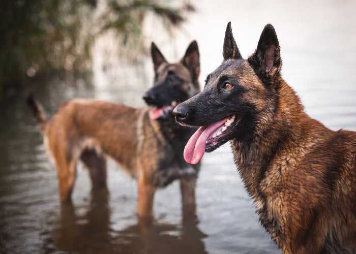 Belgian Malinois