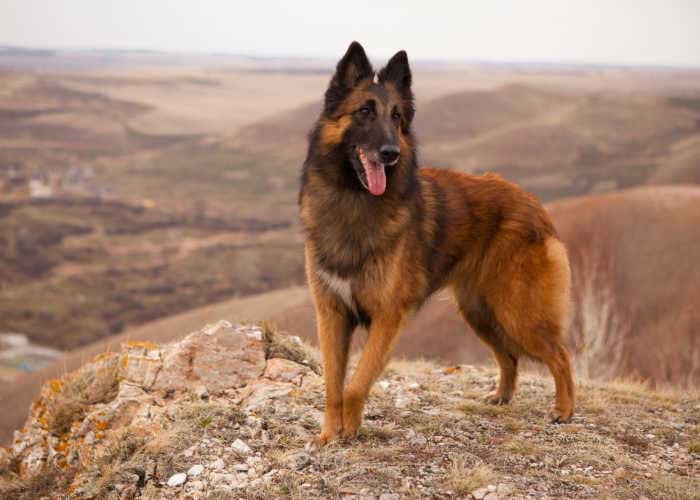 Belgian Tervuren