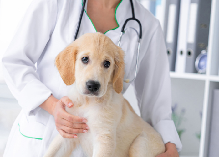 Best Animal Hospital in Kentucky