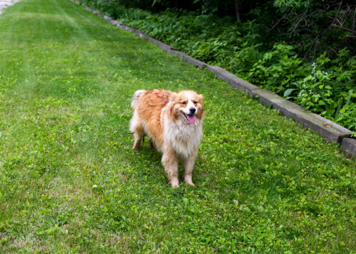 Best Iowa Dog Parks